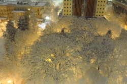 Crows roosting in the snow