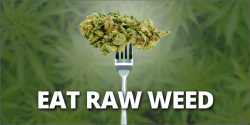 Report: Eating Raw Weed Prevents Bowel Cancer, Fibromyalgia and Neuro-degenerative Diseases R ...