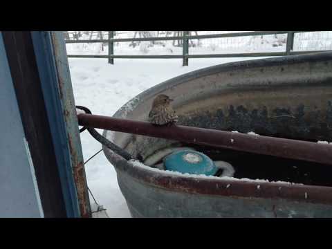 Sparrow Frozen to Fence Rescue – YouTube