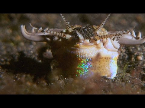 This Terrifying Worm Snatches Fish from the Ocean Floor – YouTube