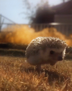 Cool hedgehogs don’t look at explosions