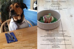 Pamper your pooch as Cornwall restaurant launches three-course dinners for dogs