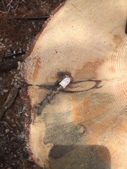 Bullet lodged in a tree a long time ago