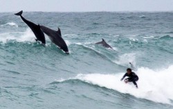 Dolphins join surfers in Cornwall and start riding waves with them – Newsroom24