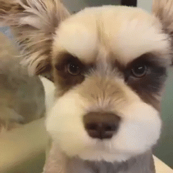Grumpy cats long lost cousin?