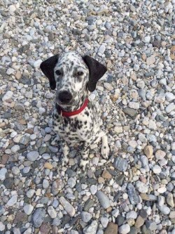 Camouflage level 9000