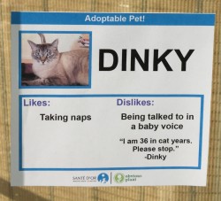 I Gave These Cats Bizarre Likes And Dislikes To Help Get Them Adopted | Bored Panda