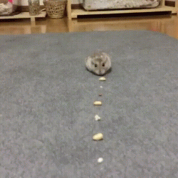 Like an organic roomba