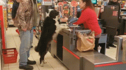 Dog chooses and pays for his own treats