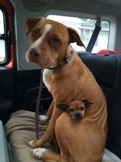 This pitbull wouldn’t leave the shelter without the chihuahua he was protecting, so the ow ...