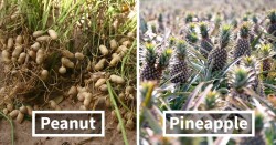 10+ Surprising Pics That Show How Food Looks Before It’s Harvested | Bored Panda