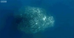 Swirling Underwater Fish Tornado Makes Sharknado Look Tame