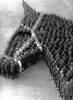 Soldiers pay moving tribute to 8 million horses, donkeys, and mules who died during the First Wo ...