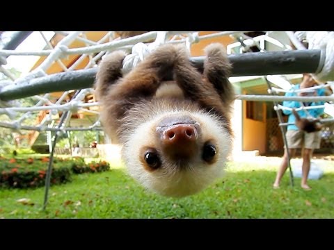 What Does A Sloth Say? – YouTube