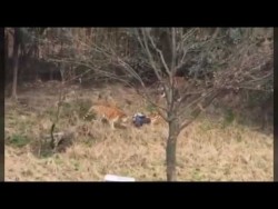 Idiot jumps into Lion enclosure in Chinese zoo and the inevitable happens [GRAPHIC]