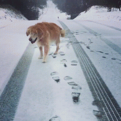 Blind dog in the snow