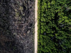 The road that stopped a fire