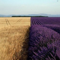 Corn vs Lavender