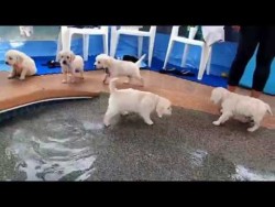 Eight English Cream Golden Retriever Puppies – first swim & jump! – YouTube