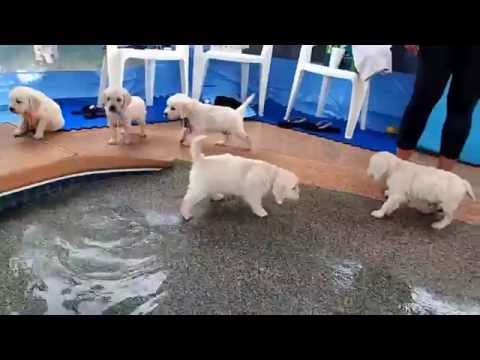 Eight English Cream Golden Retriever Puppies – first swim & jump! – YouTube