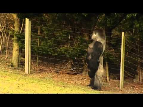 Gorilla learns to swagger like a man – YouTube