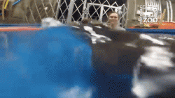 Vicious Hippo attack