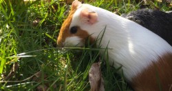 In Switzerland, it’s illegal to own just one guinea pig because they’re prone to lon ...