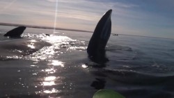 Kayakers Picked Up By Whale | IFLScience