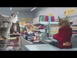 Netto-Katzen – YouTube