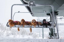 Ski patrol doggos reporting for duty