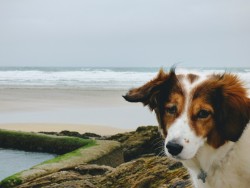 Baby Boo on Perranporth Beach