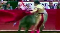 Rectum reconstruction required after bull impales matador (VIDEO, PHOTOS) — RT Viral