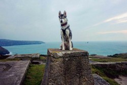 The best dog-friendly days out in Cornwall that we bet you didn’t know about | Cornwall Live