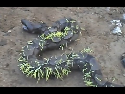 Brazil snake eats a porcupine and gets pierced by spikes – YouTube