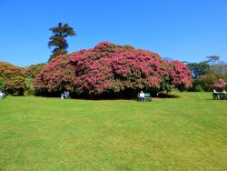 Lost gardens of Heligan