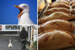 The 24 best #onlyinCornwall posts that you have missed on Facebook Twitter and Instagram | Cornw ...