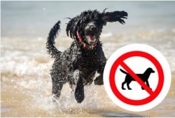 The 88 Cornwall beaches where you’ll be banned from taking your dogs from Easter | Cornwal ...