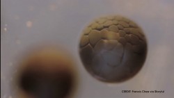 This Time-Lapse Of Cell Division In A Tadpole Egg Is Apparently Real | IFLScience