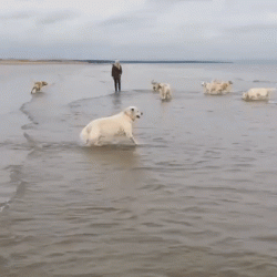 Guess who has never seen the sea before