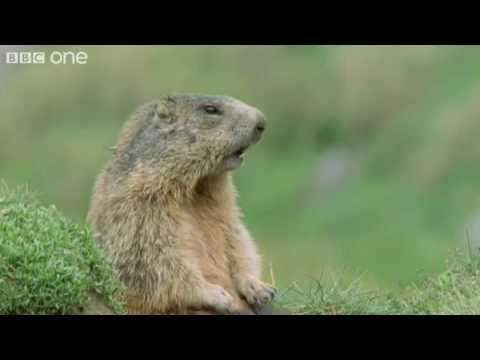 Funny Talking Animals – Walk On The Wild Side Preview – BBC One – YouTube