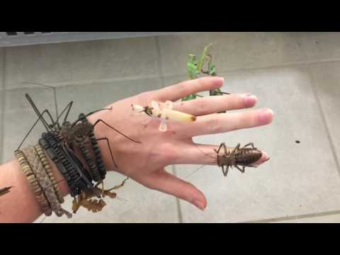 INSECTS ON MY HAND ! – YouTube