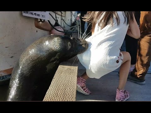 Killer Sea lion drags girl into Steveston waters – YouTube