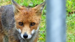 I was lucky to catch a shot of Vernon the fox, apparently a regular visitor to Porthcurno villag ...