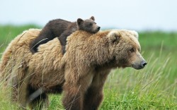 Hitching a ride