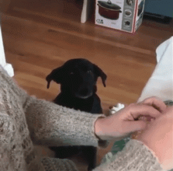 Doggo patiently waits for the toy surgeon