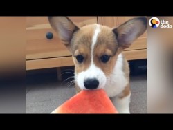 Corgi Puppy Munches On Watermelon – YouTube