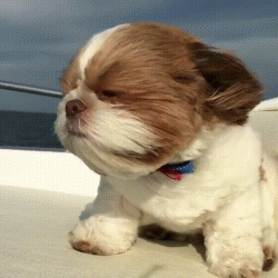 Look at me, Im on a boat