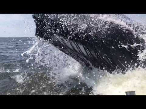 HUMPBACK WHALE BREACHES 18′ FISHING BOAT IN THE NJ BAY – YouTube
