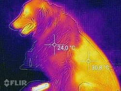 This shows the skin temperature of a partially shaven dog.
Yellow areas are shaven, red unshaven ...