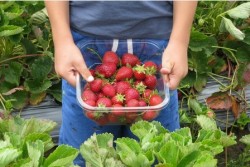 Strawberry season has arrived so here are the best places to pick your own  | Cornwall Live